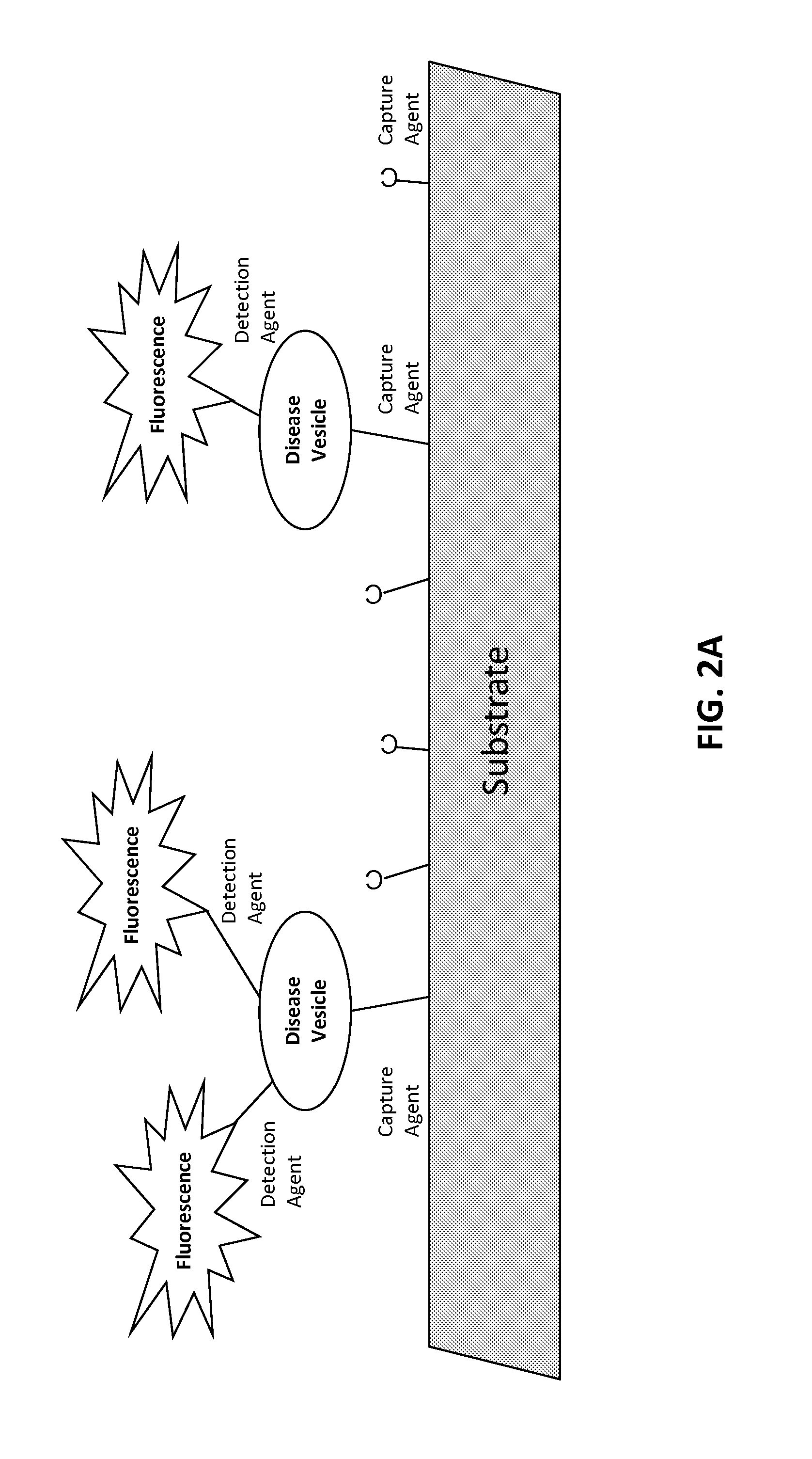 Oligonucleotide probes and uses thereof