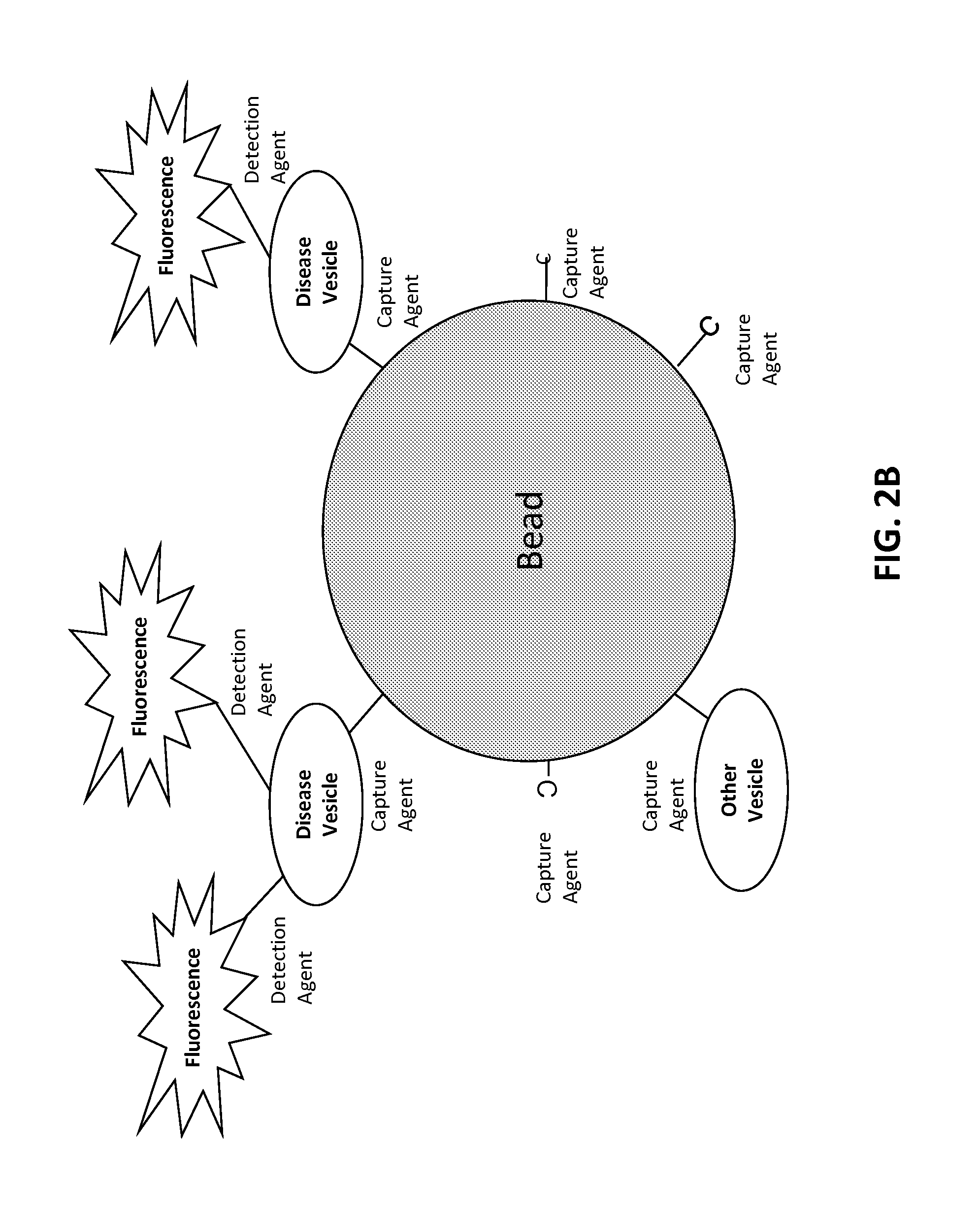 Oligonucleotide probes and uses thereof