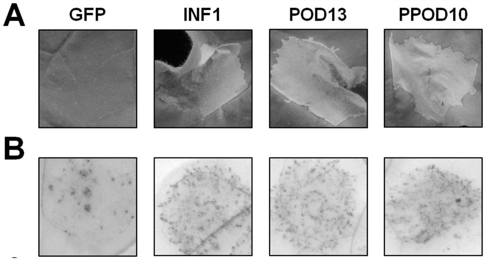 Elicitin gene for inducing accumulation of HR and active oxygen in preservative mould and expression vector and application thereof