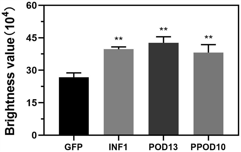 Elicitin gene for inducing accumulation of HR and active oxygen in preservative mould and expression vector and application thereof