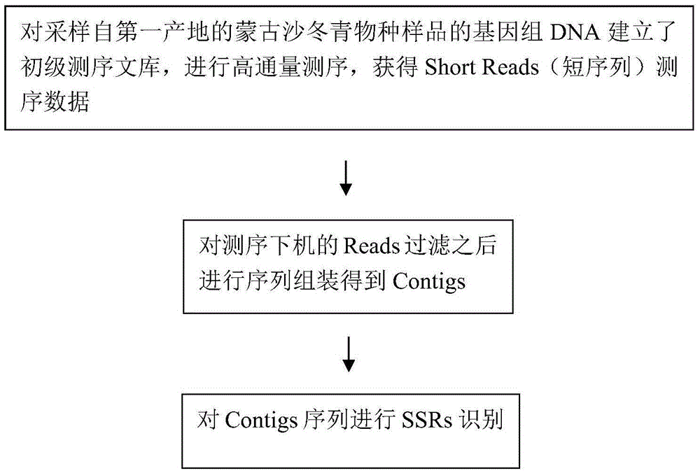 Method for developing simple sequence repeats molecular markers of genome of ammopiptanthus mongolicus (Maxim.) Chengf. plant