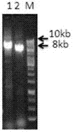 Method for carrying out non-invasive measurement on mitochondrial DNA (deoxyribonucleic acid) based on high-flux gene sequencing