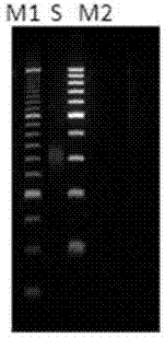 Method for carrying out non-invasive measurement on mitochondrial DNA (deoxyribonucleic acid) based on high-flux gene sequencing