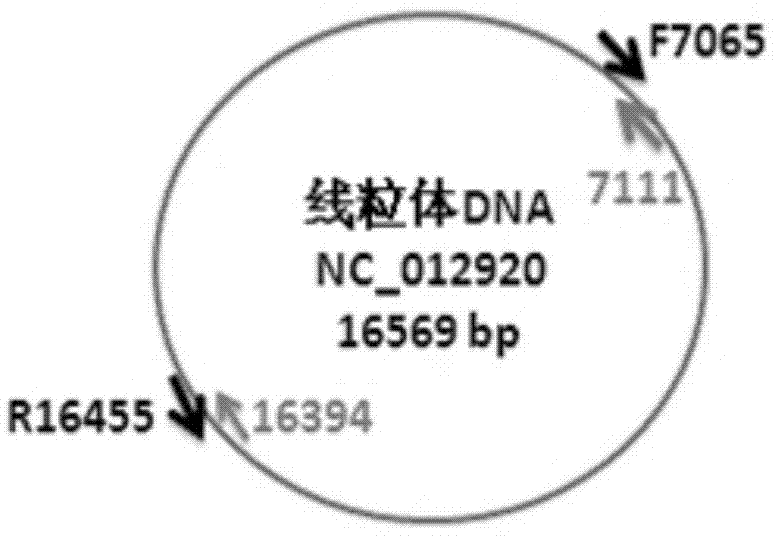 Method for carrying out non-invasive measurement on mitochondrial DNA (deoxyribonucleic acid) based on high-flux gene sequencing