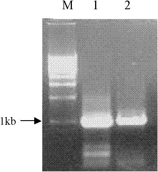 DNA molecule for expressing hairpin RNA for inhibiting wheat starch branching enzyme IIa (SBEIIa) and application thereof