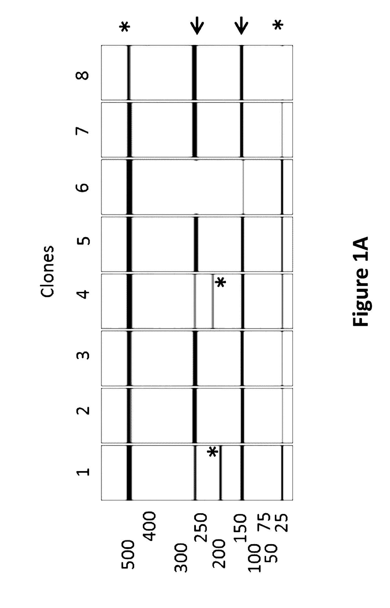 Stabilization of poly(a) sequence encoding DNA sequences