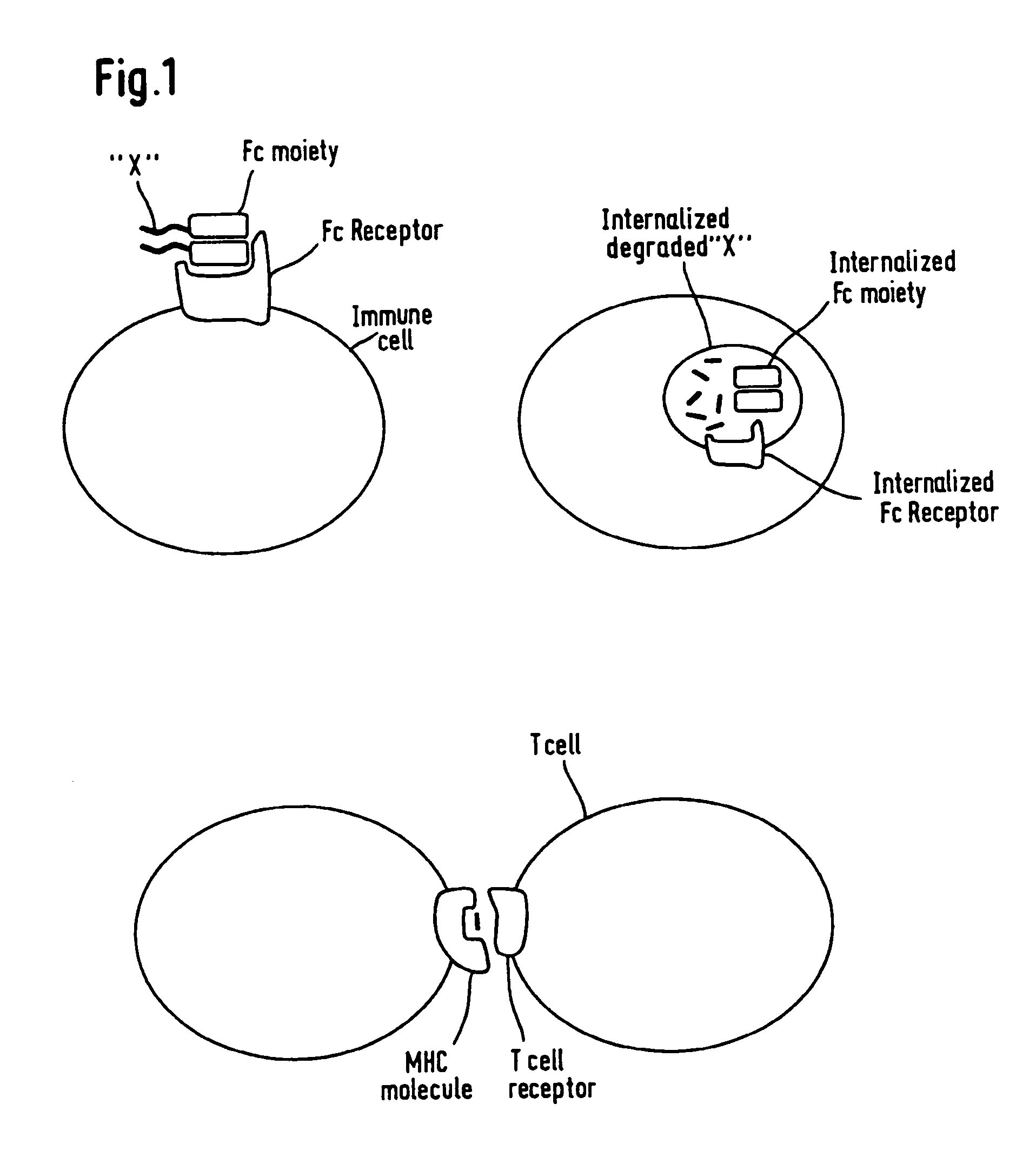 Anti-KSA/IL-2 fusion proteins with reduced immunogenicity