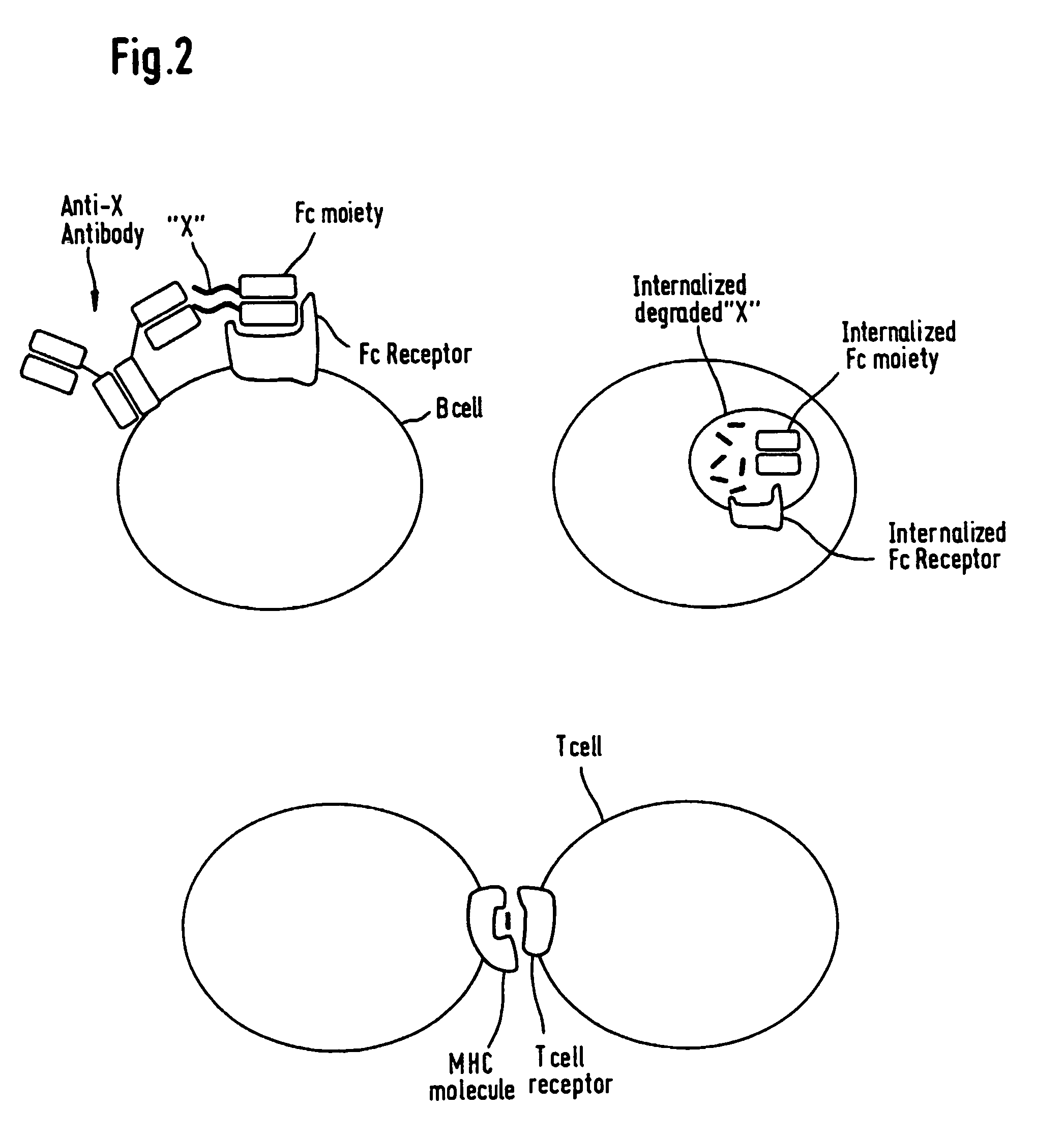 Anti-KSA/IL-2 fusion proteins with reduced immunogenicity