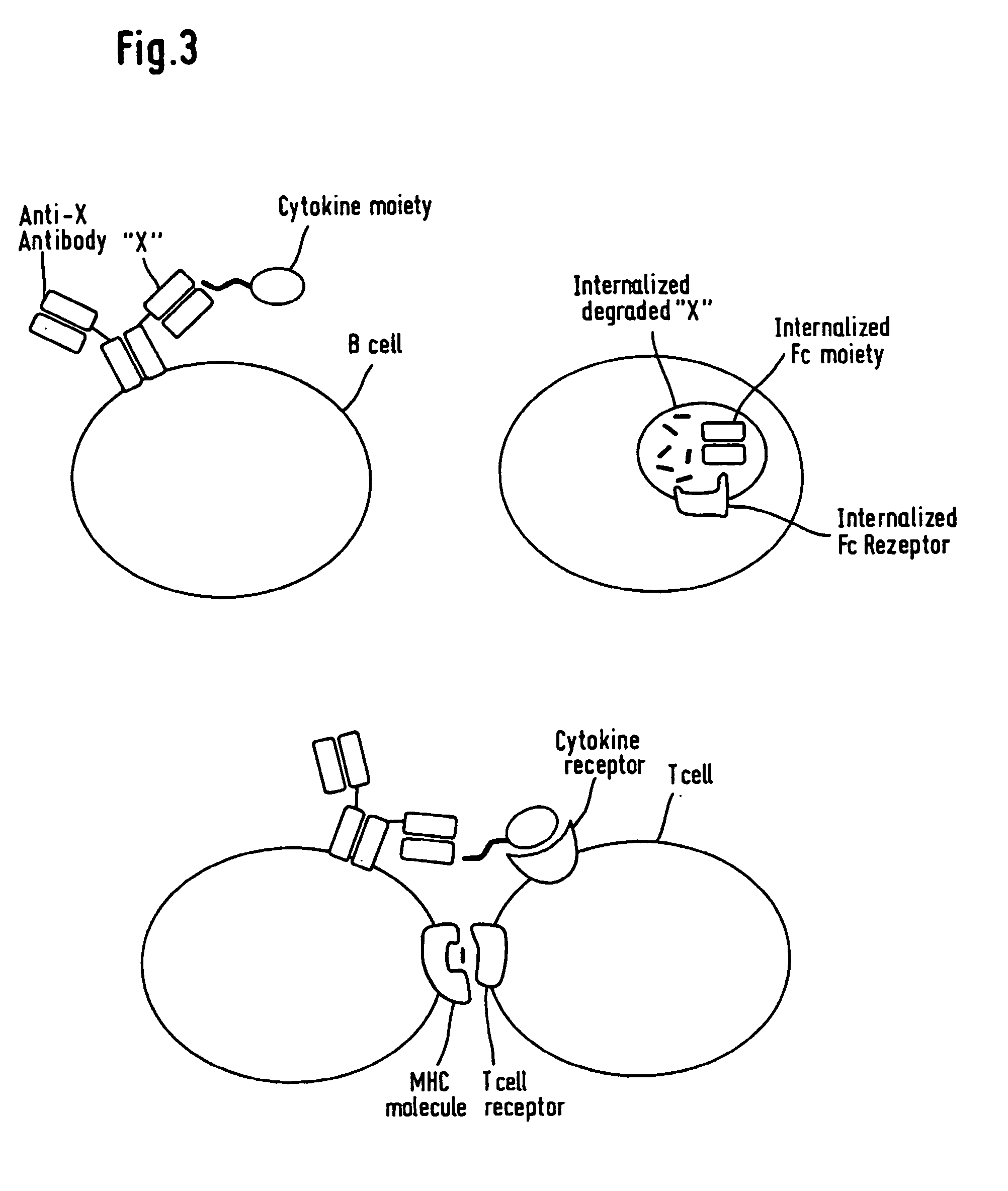 Anti-KSA/IL-2 fusion proteins with reduced immunogenicity