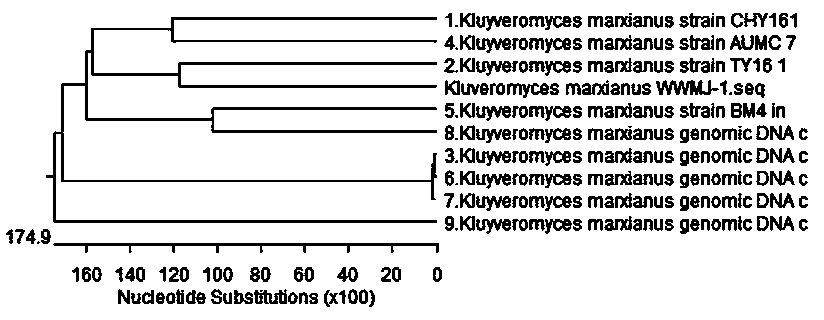 Hypolipidemic mare yogurt prepared by mixed fermentation of mixed bacteria, and preparation method thereof