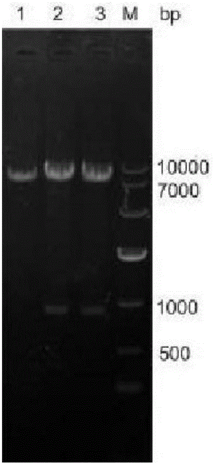 Recombinant corynebacterium glutamicum expressing vgb gene and application of recombinant corynebacterium glutamicum