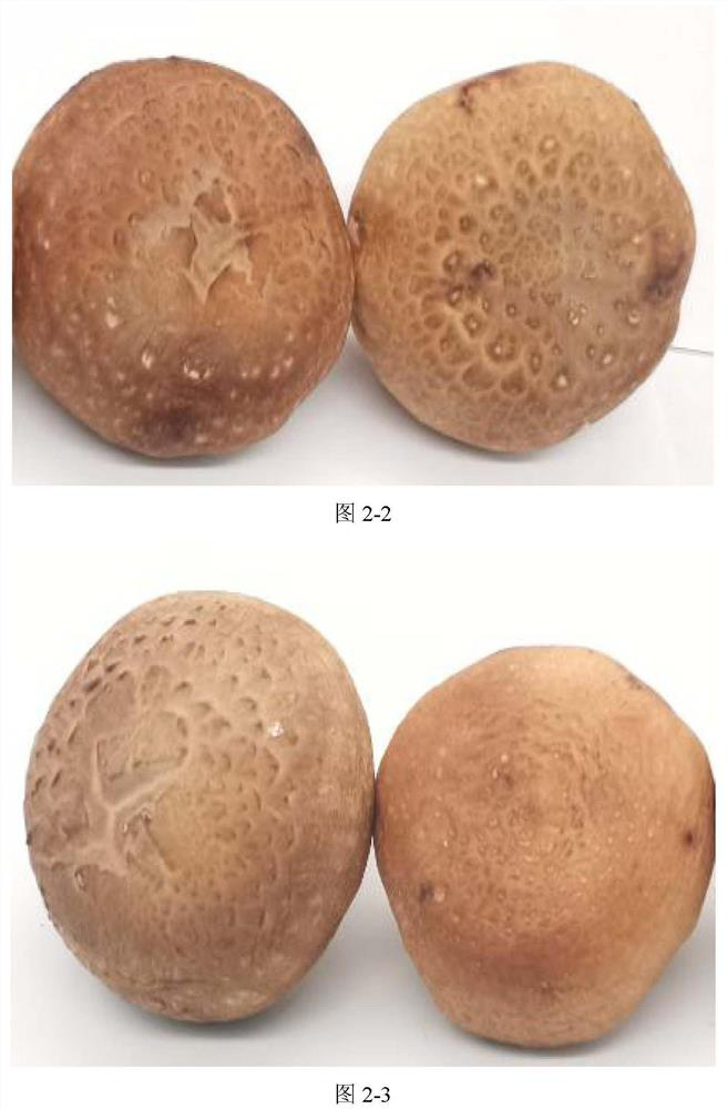 Degradable preservative film special for edible mushrooms and preparation method