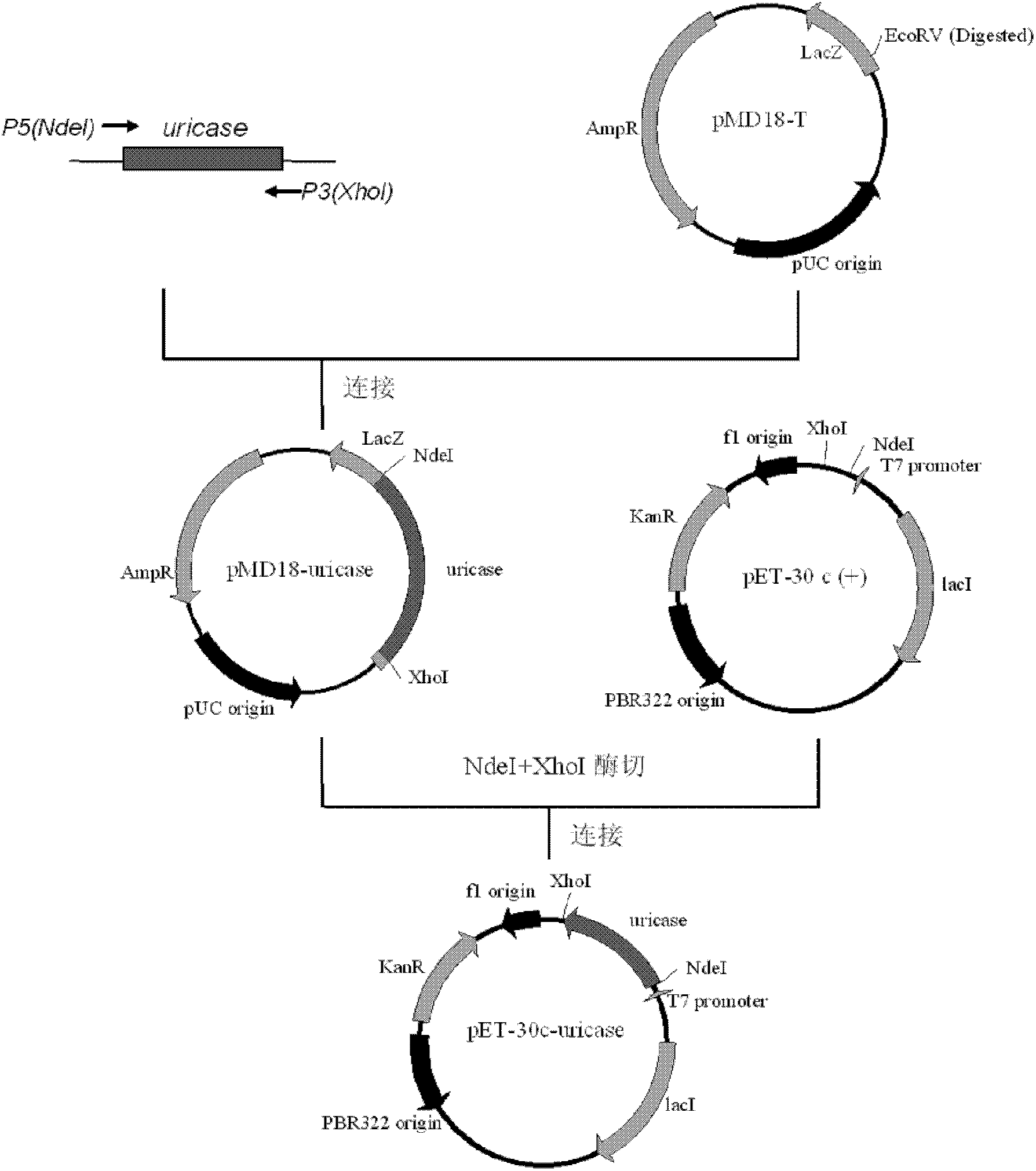 Method for purifying recombinant aspergillus flavus uricase expressed by bacillus coli