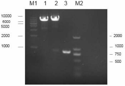 A recombinant clonorchis sinensis secreted phospholipase a2 protein and its in vitro soluble expression and purification preparation method