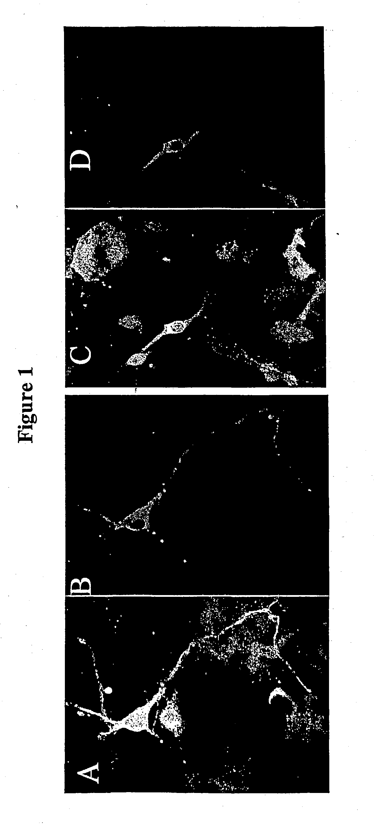 Vector system