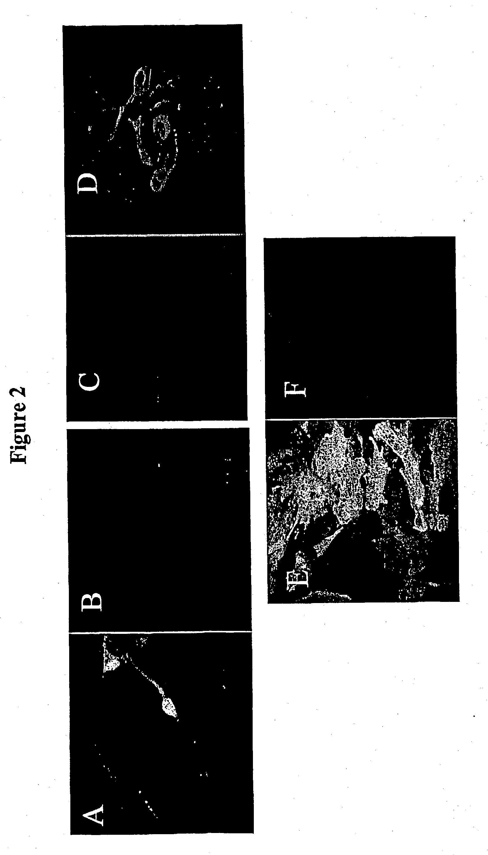 Vector system