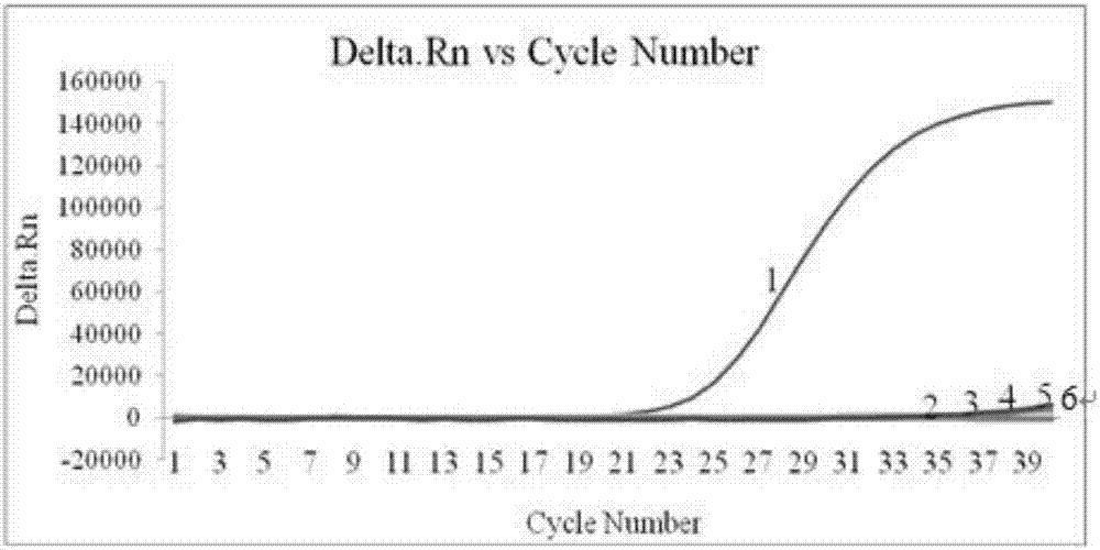 Fluorescent quantitative PCR (polymerase chain reaction) detection method for bee paenibacillus larvae TaqMan