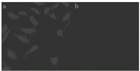 Method for detecting ferric ions through fluorescence