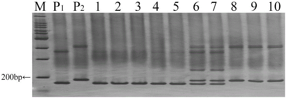 Molecular marker primer of disease-resistant gene ty-5 of tomato yellow leaf curl disease and application of molecular marker primer