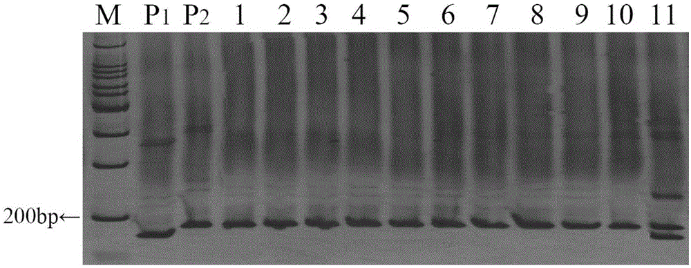 Molecular marker primer of disease-resistant gene ty-5 of tomato yellow leaf curl disease and application of molecular marker primer