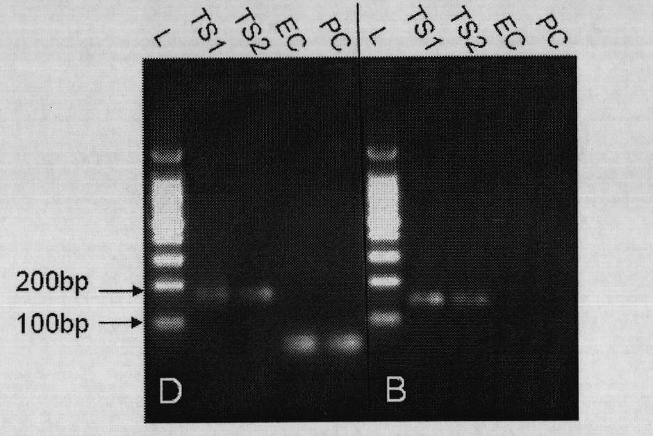 Method for acquiring genetic information of ancient animal