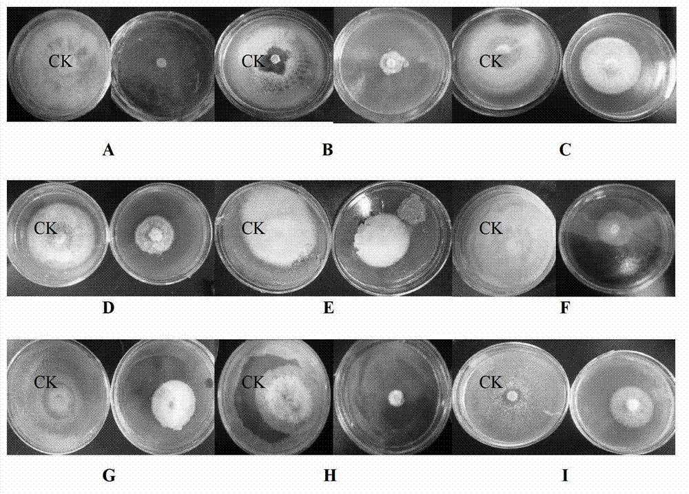 Jerusalem artichoke blade phenolic extract, as well as preparation method and application thereof