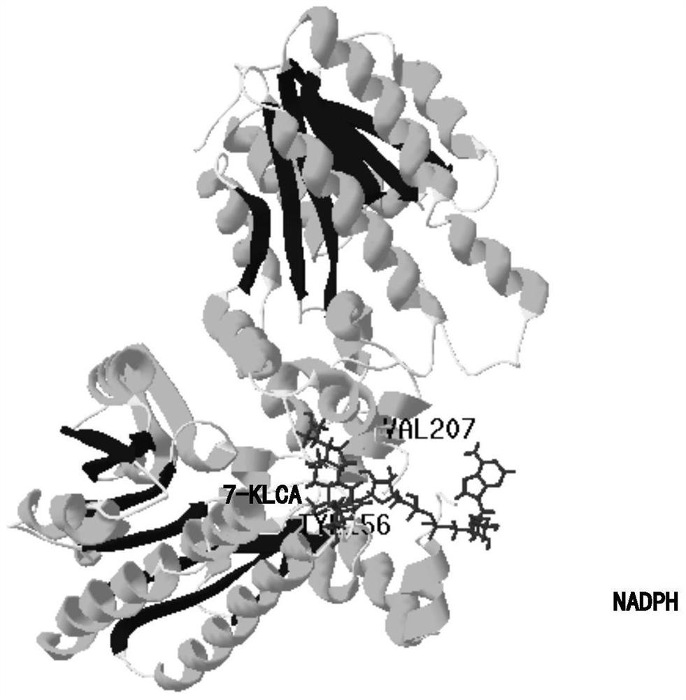 7[beta] hydroxy cholesterol dehydrogenase mutant and application thereof