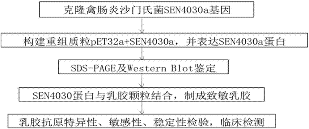 Salmonella spp antibody latex agglutination detection method