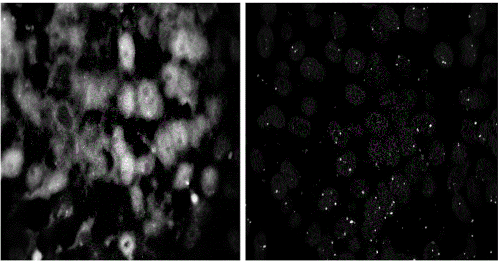 FISH pretreatment method and pretreatment fluid for FFPE sample