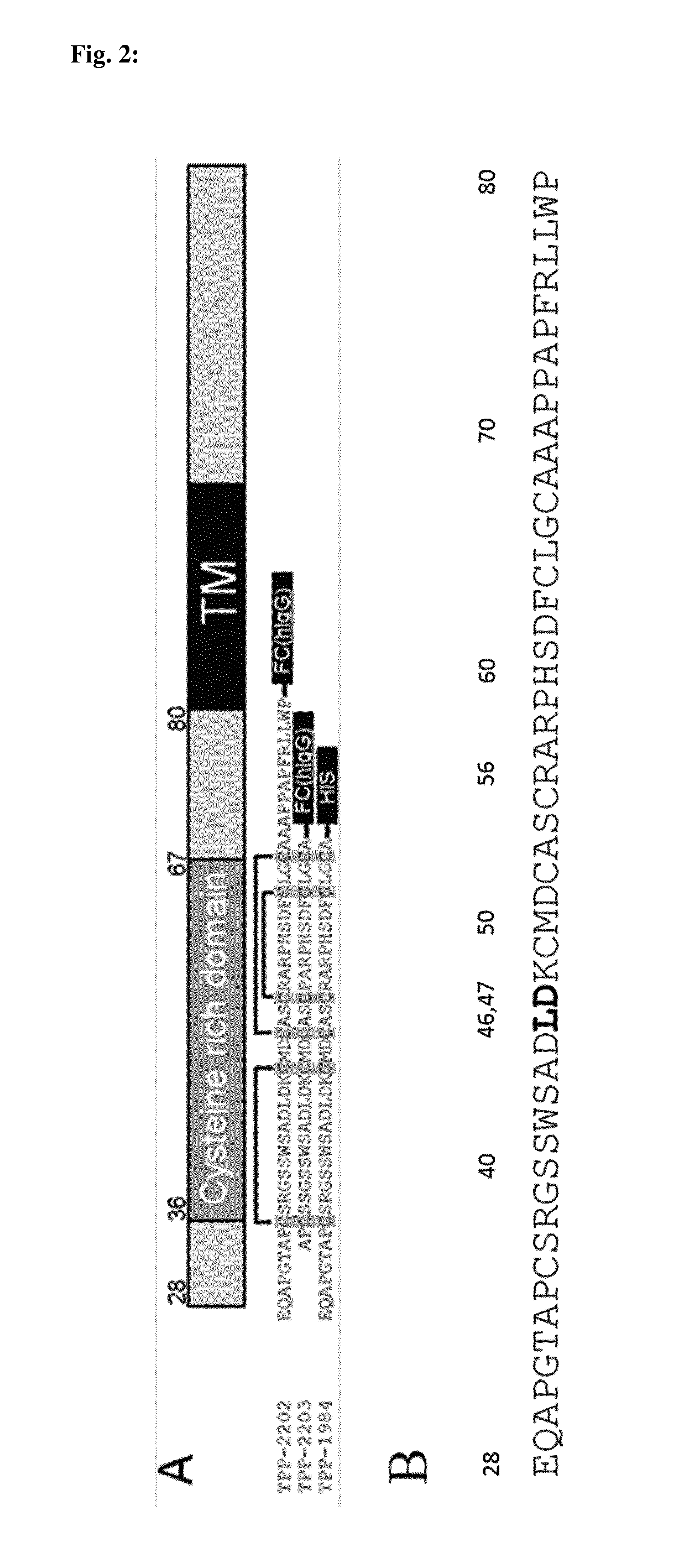 Anti-tweakr antibodies and uses thereof