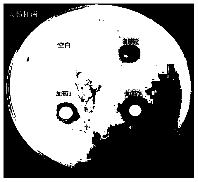 NP10 antibacterial peptide film preparation and preparing method and application thereof