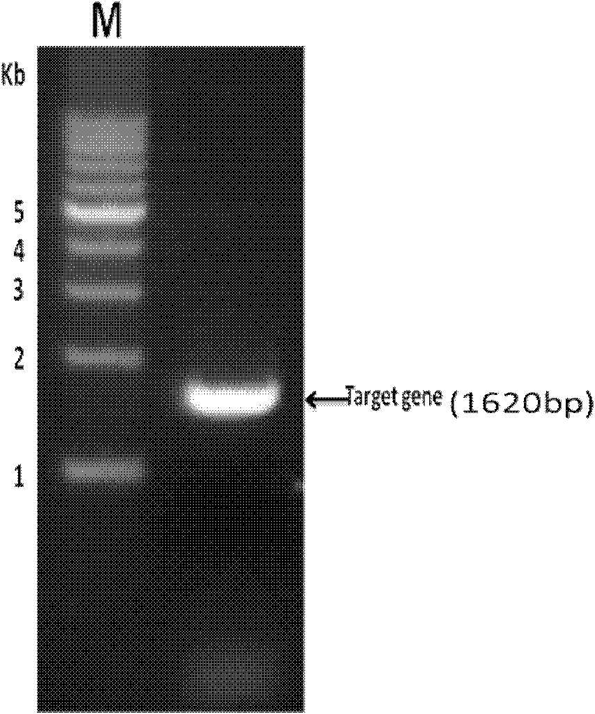 An apyrase encoding gene of Aedes albopictus, and preparation method and application of protein thereof