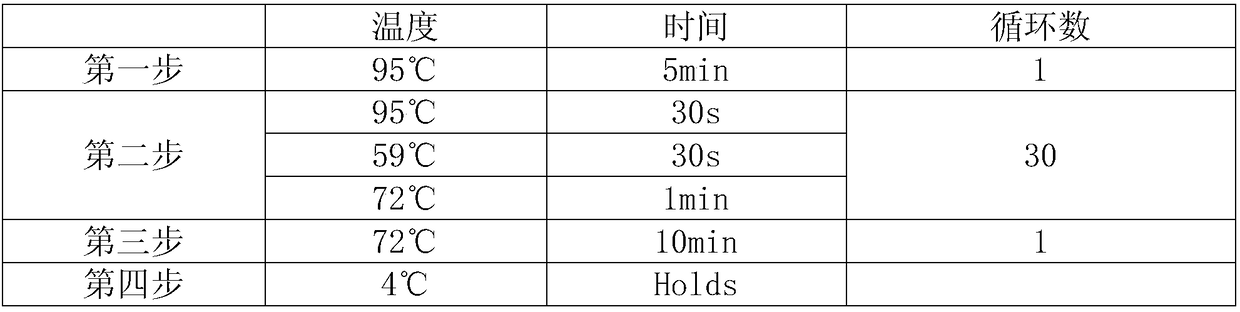 Method for detecting human DNA TCR beta chain immune repertoire based on high-throughput sequencing and specific primer group thereof