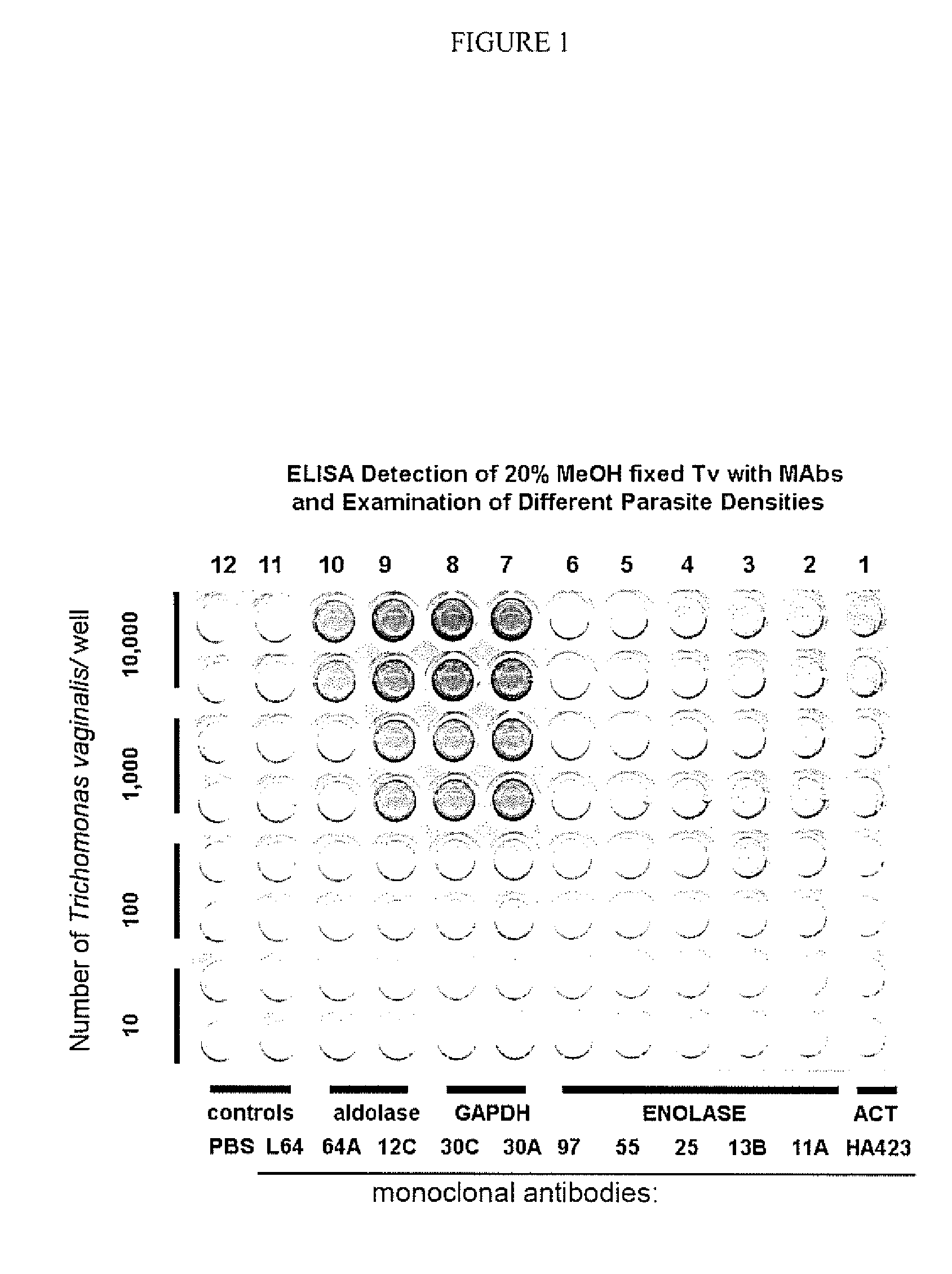 Strings of epitopes useful in diagnosing and eliciting immune responses to sexually transmitted infections