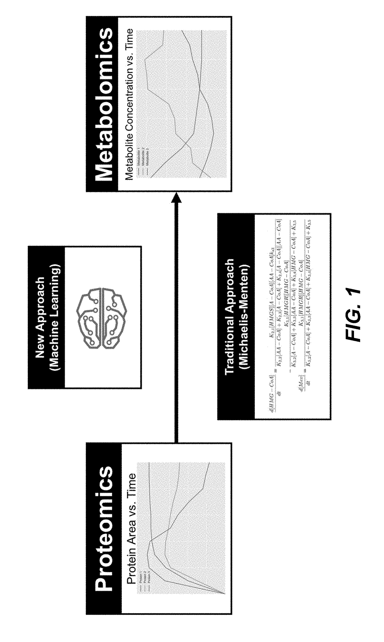 Simulating the metabolic pathway dynamics of an organism