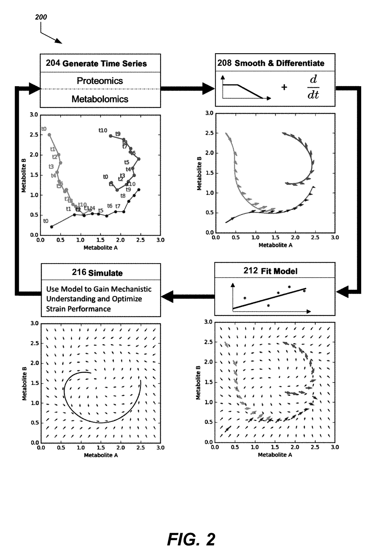 Simulating the metabolic pathway dynamics of an organism