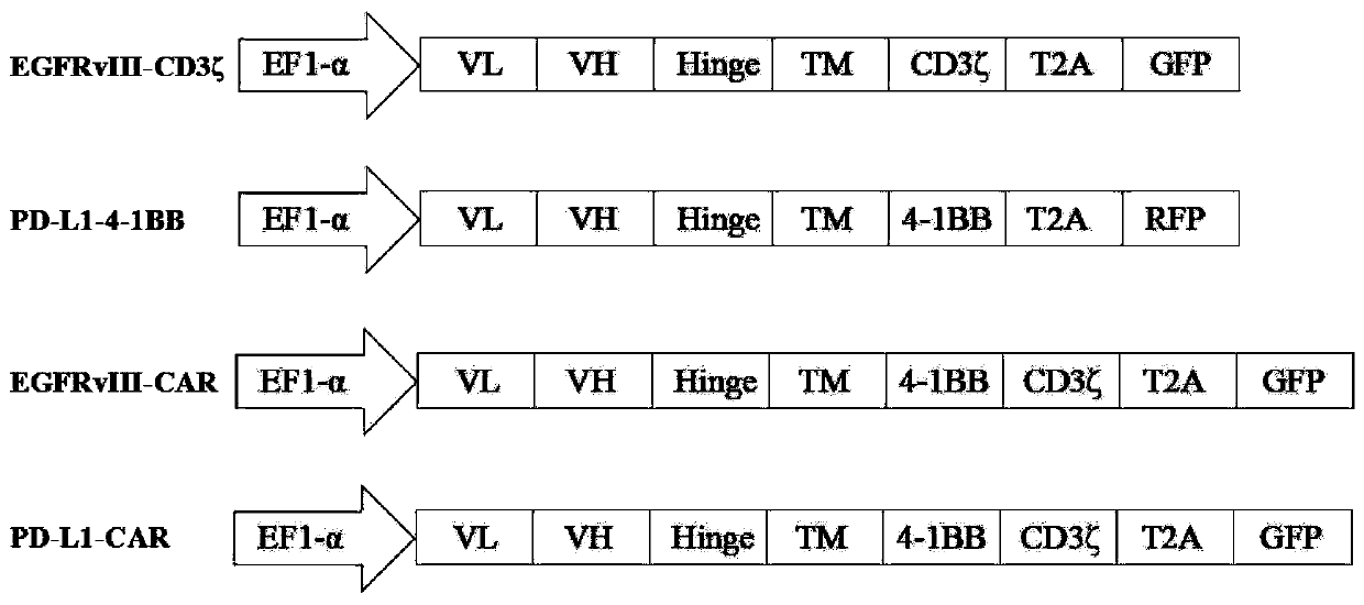 A kind of T-lymphocyte modified by bispecific chimeric antigen receptor and its preparation method and application