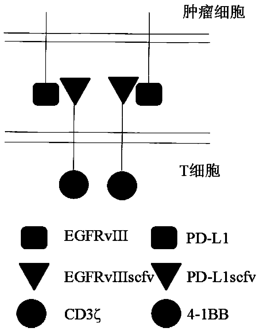 A kind of T-lymphocyte modified by bispecific chimeric antigen receptor and its preparation method and application