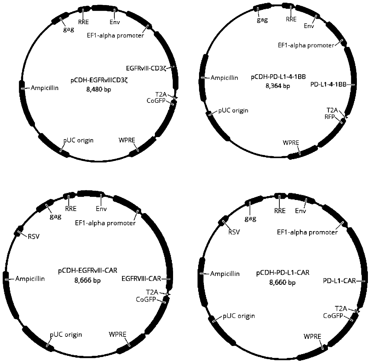 A kind of T-lymphocyte modified by bispecific chimeric antigen receptor and its preparation method and application