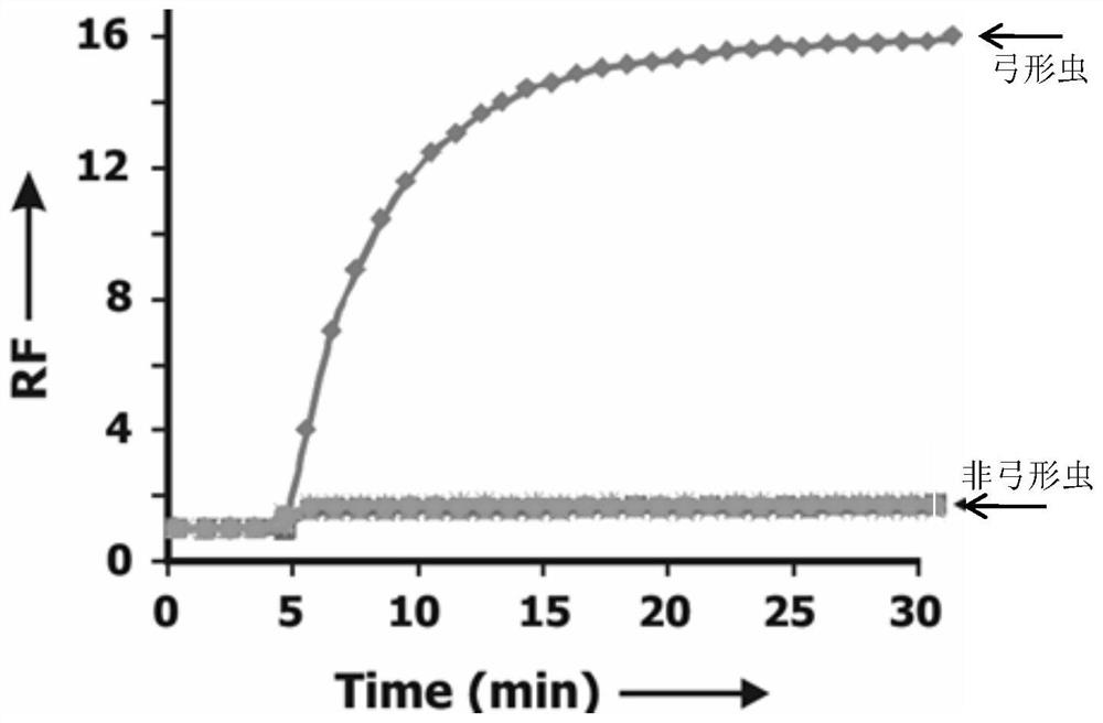 DNAzyme capable of specifically recognizing toxoplasma gondii and having RNA cutting function and kit