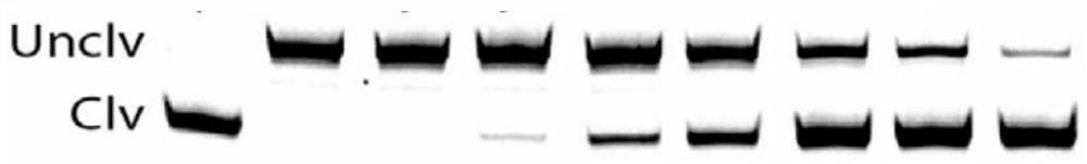 DNAzyme capable of specifically recognizing toxoplasma gondii and having RNA cutting function and kit