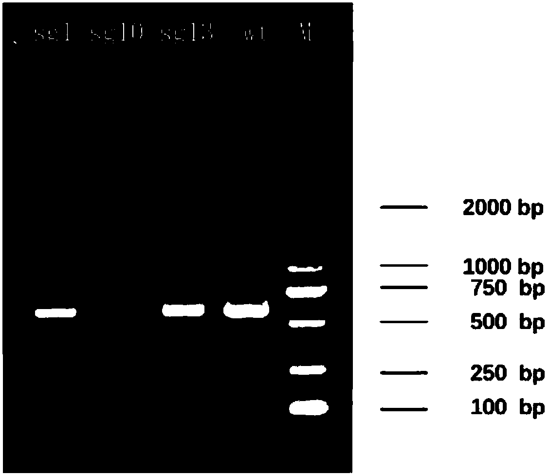 In-vitro evaluation cell model of skin sensitization of compound and construction method of cell model