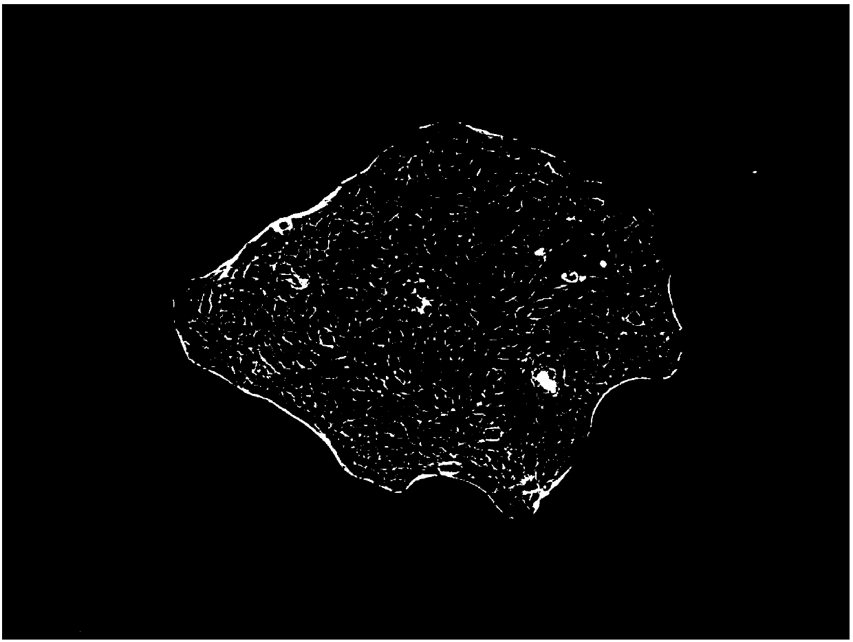 In-vitro evaluation cell model of skin sensitization of compound and construction method of cell model