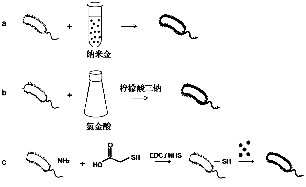 A kind of biological probe, test strip for detecting clenbuterol hydrochloride and application thereof