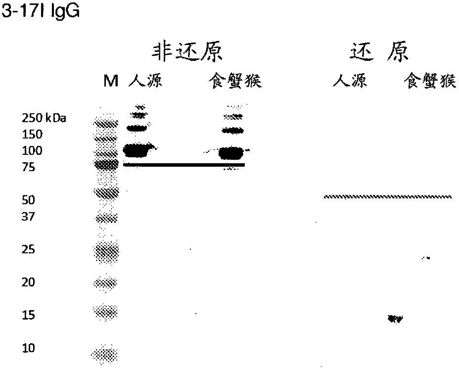 Anti-EpCAM antibodies