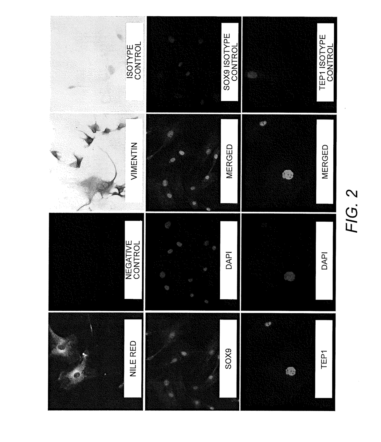 Method of producing in vitro testicular constructs and uses thereof