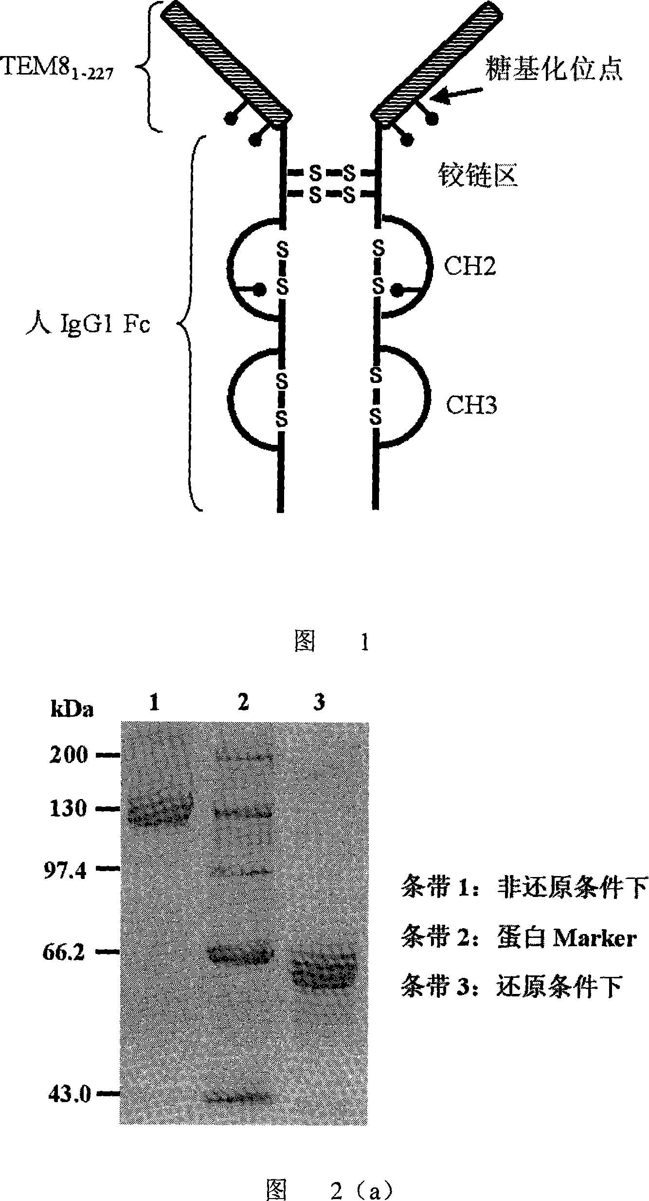 Human antibody sample molecule TEM8-Fc based on tumour endocytosis sign 8 and its application in tumour treatment