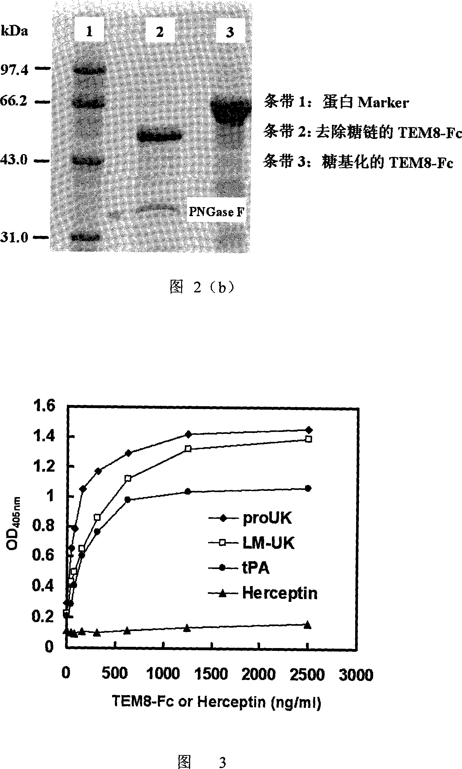 Human antibody sample molecule TEM8-Fc based on tumour endocytosis sign 8 and its application in tumour treatment