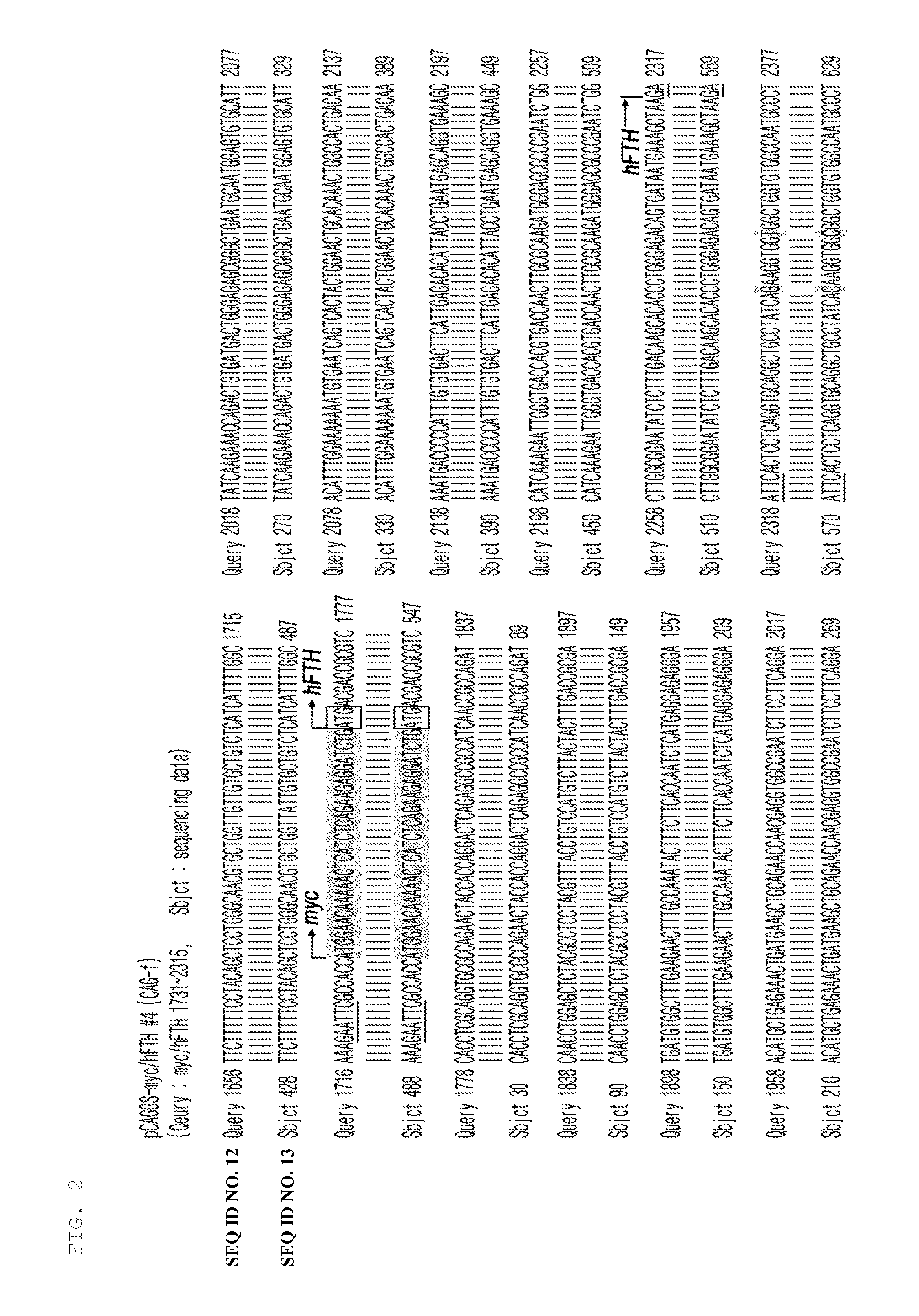 Transgenic mouse for expressing human ferritin in tissue non-specific manner and use thereof