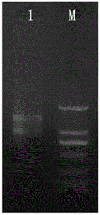 Panax notoginseng transcription factor gene PnMYB1 and application thereof